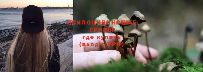 как найти   Кущёвская  Псилоцибиновые грибы Psilocybe 